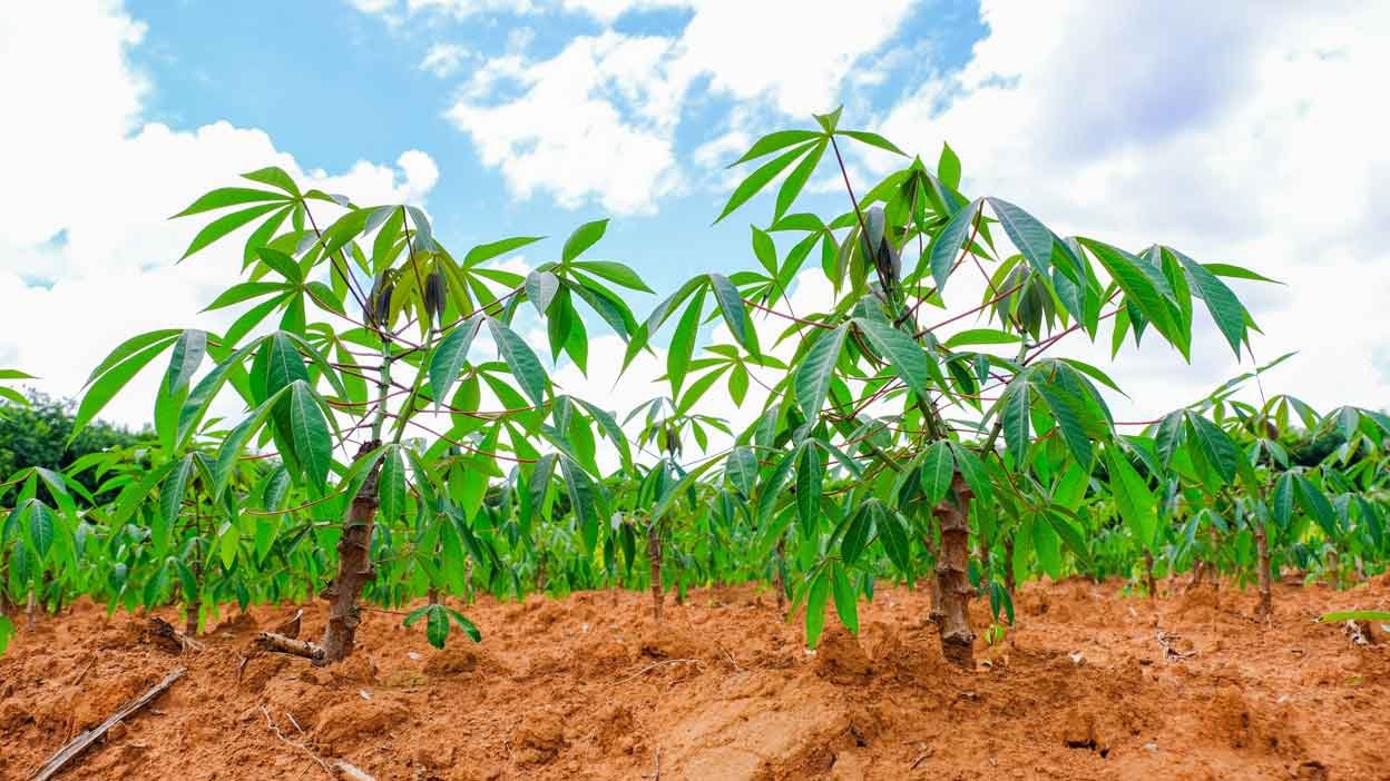Cassava Farming