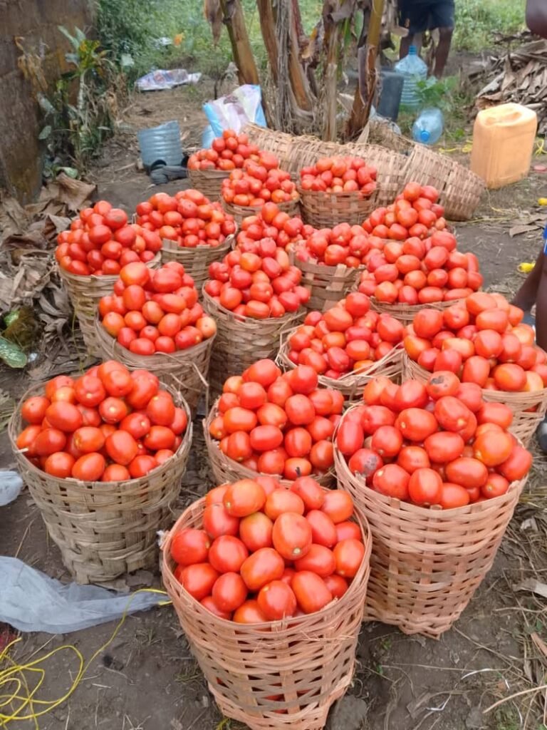 Harvest of fresh tomatoes - Sandpit Project