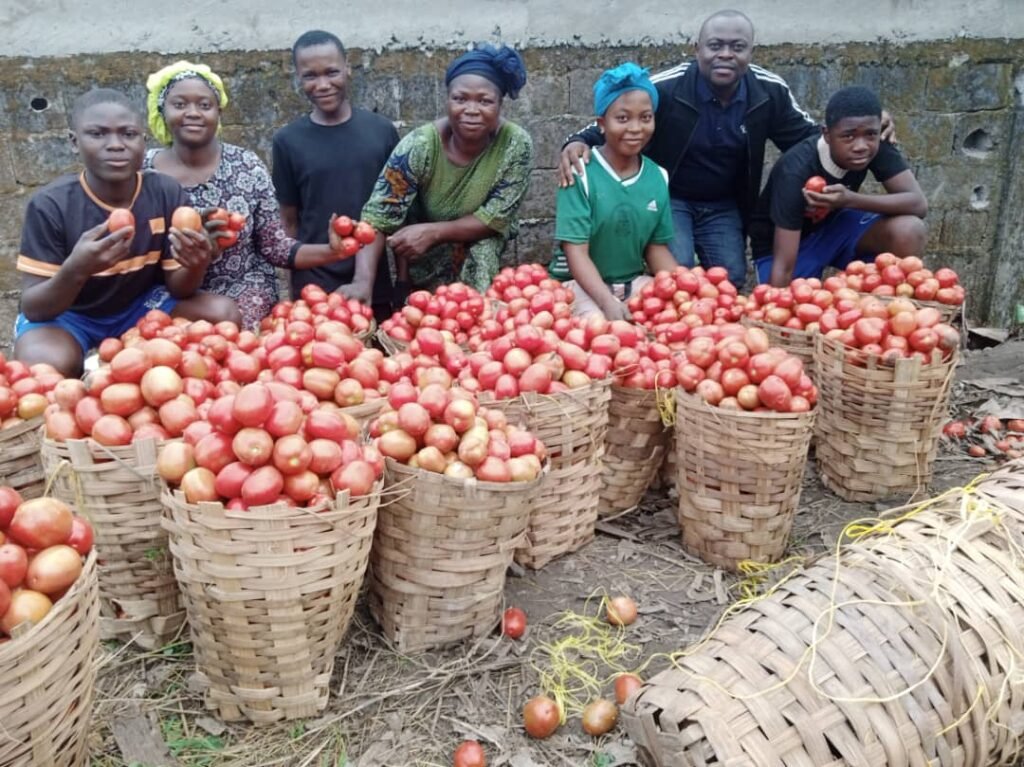Harvest of fresh tomatoes - Sandpit Project