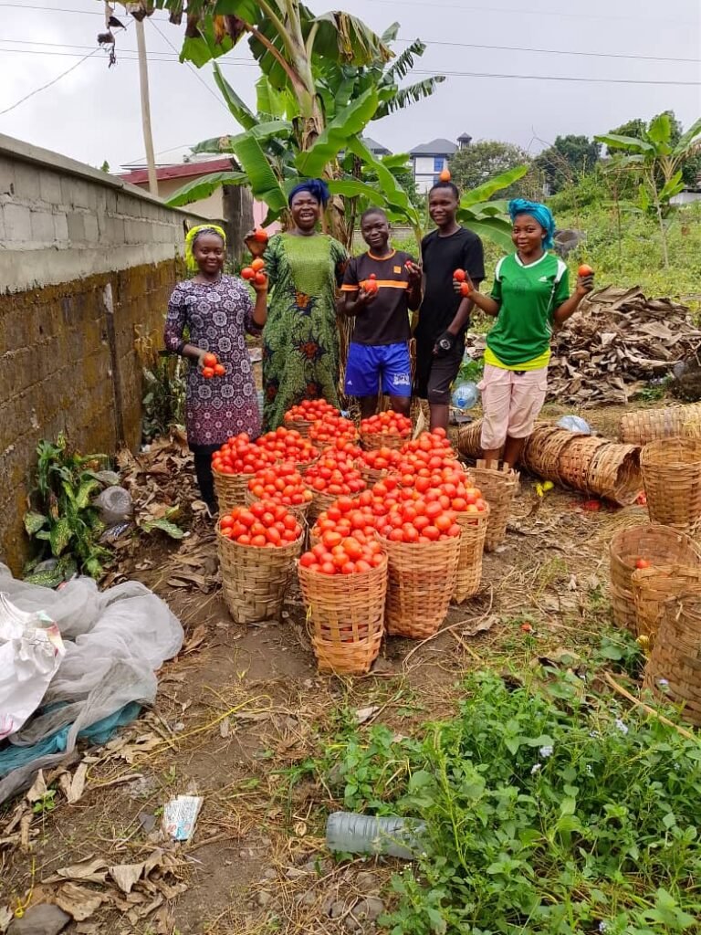 Harvest of fresh tomatoes - Sandpit Project